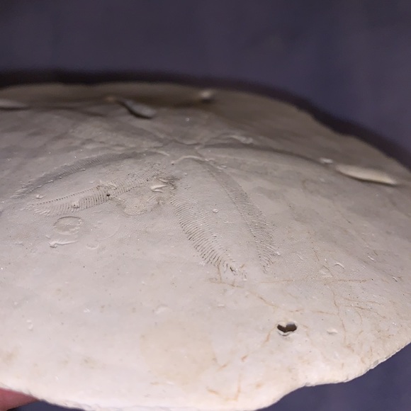 Flat sea urchin or sand dollar #4. - Picture 8 of 8